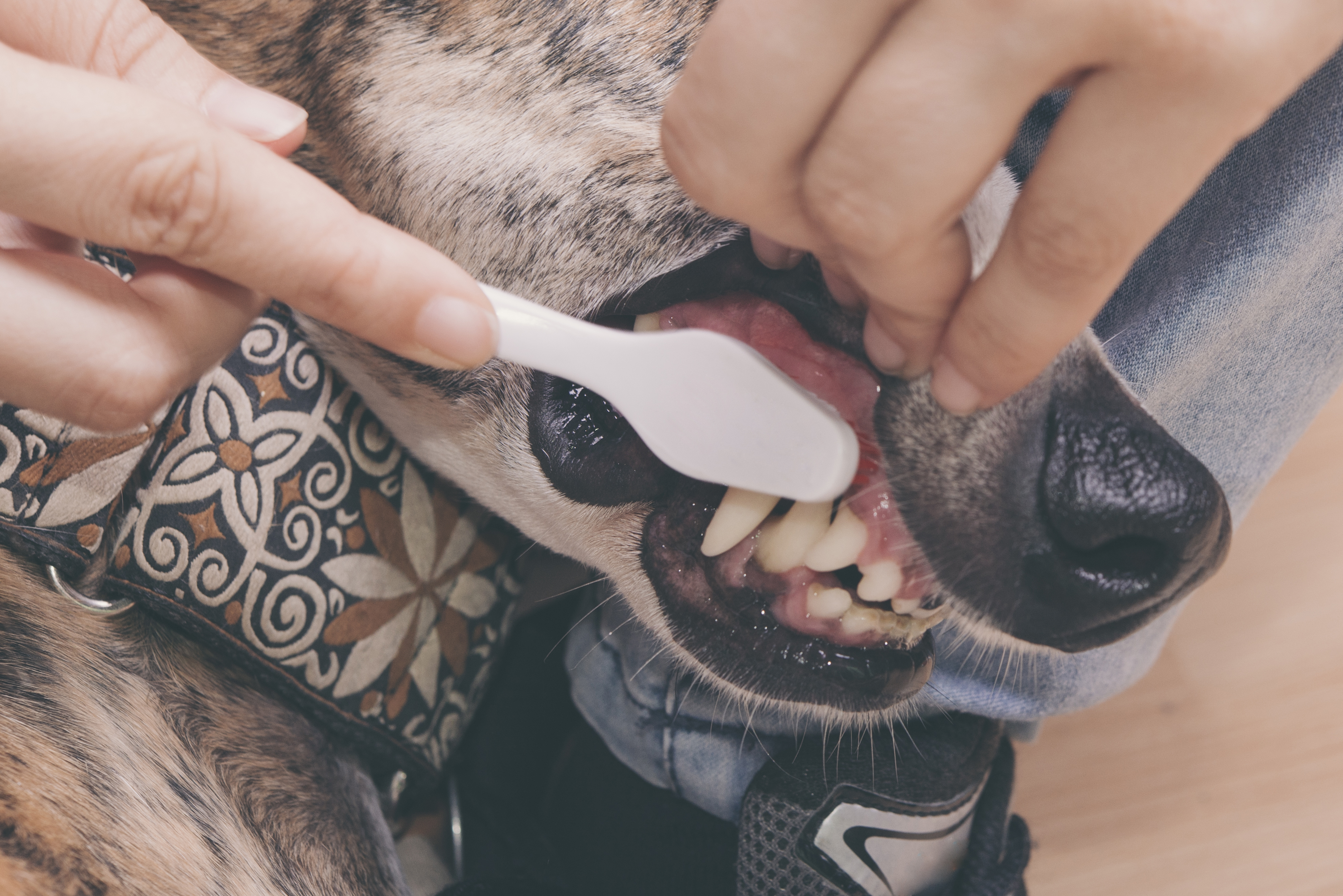 dog dental